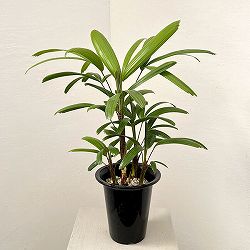 カンノンチク：達磨（だるま）5号鉢植え