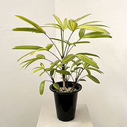 カンノンチク：綾錦（アヤニシキ）　5号鉢植え*