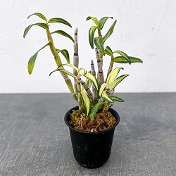 チョウセイラン（長生蘭）：梅ヶ枝　2.5号ポット