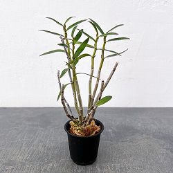 チョウセイラン（長生蘭）：光岩　2.5号ポット