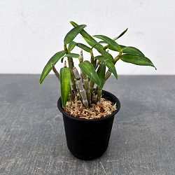 チョウセイラン（長生蘭）：金閣　2.5号ポット