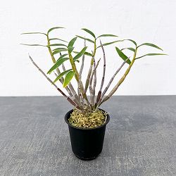 チョウセイラン（長生蘭）：日月覆輪　2.5号ポット