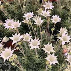 フランネルフラワー：グリーンエンジェルプ6号鉢植え