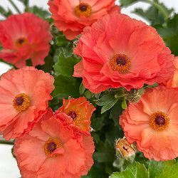 ラナンキュラス：オレンジセイレン3.5-4号ポット