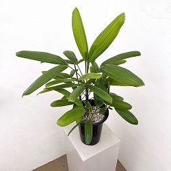 カンノンチク：小判（こばん）6号鉢植え