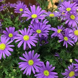 ブラキカム：ブラスコバイオレット3.5号ポット 12株セット