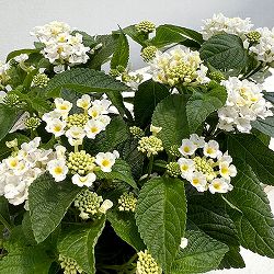 [26年5月中下旬予約]ランタナ：ジェム　コンパクト　ホワイトサファイヤ11ｃｍポット