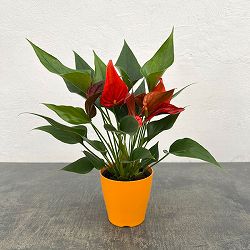 アンスリウム：茜（あかね）　3.5号鉢入り