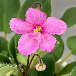 ミニセントポーリア：キッスアウェイ 2.5号鉢植え