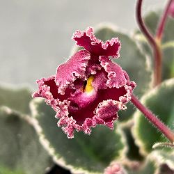 ミニセントポーリア：ジョリーフリル 2.5号鉢植え