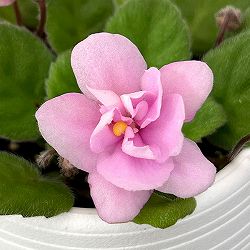 ミニセントポーリア：フェアリーファウンテン 2.5号鉢植え