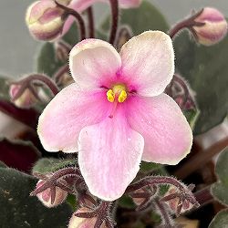 ミニセントポーリア：リトル　アズライト（ピンク） 2.5号鉢植え