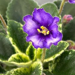 ミニセントポーリア：ロブス　イッチーブリッチーズ 2.5号鉢植え