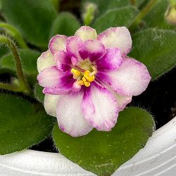 ミニセントポーリア：ロブス　ヒービージービー 2.5号鉢植え