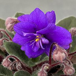 ミニセントポーリア：ロブス　ルーズヌードル 2.5号鉢植え