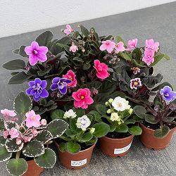 ミニセントポーリア 花色見計らい 2号ポット 5株セット