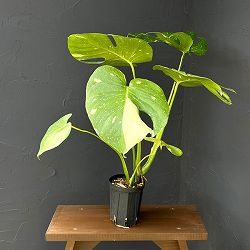 モンステラ：タイコンステレーション（散斑）4号スリット鉢植え