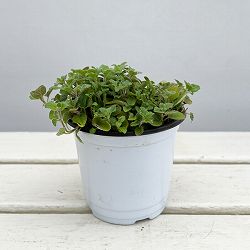 イタリアンハーブ：オレガノ（ワイルドマジョラム）3.5号ポット