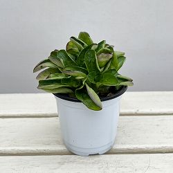 イタリアンハーブ：コーンサラダ（マーシュ）3.5号ポット