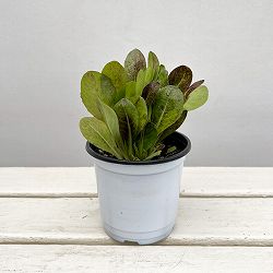 イタリアンハーブ：イタリアンチコリ（ラディッキオ）3.5号ポット