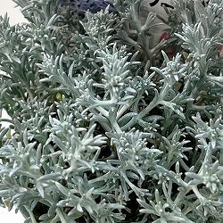 カロケファルス（クッションブッシュ）：エクストラコンパクト2.5号ポット