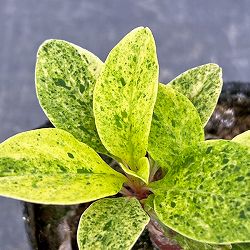 アメリカヤマゴボウ：斑入り（実生苗）3号ポット