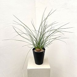 カリバナス：フーケリー 5号鉢植え