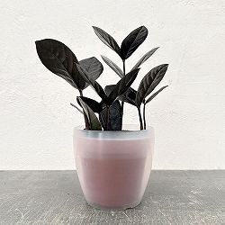 ザミオクルカス：レイヴン3号潤流鉢入り