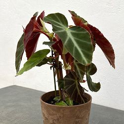 ベゴニア：グレイフェザー　4号鉢植え