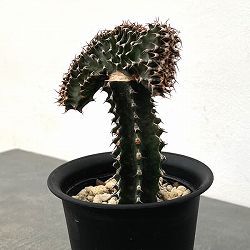ユーフォルビア：カナリエンシス　スミキリン綴化（接ぎ木）　4号鉢植え
