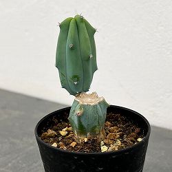 サボテン：ミルティロカクタス　竜神木（りゅうじんぼく）ブランチ　3号鉢植え