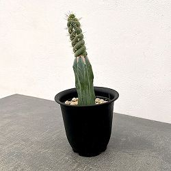 サボテン：ユーリキニア カスタネア スピラリス（接ぎ木）　4号