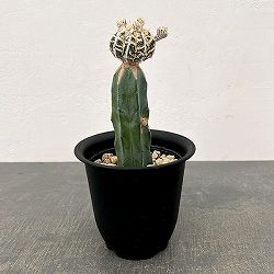 サボテン：白条ランポー（接ぎ木）4号鉢植え