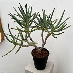 アロエ：ラモシシマ　6号鉢植え 26-01