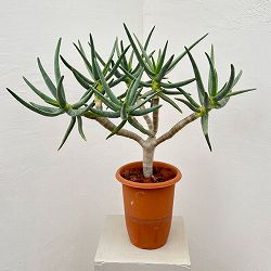 アロエ：ラモシシマ　6号鉢植え 26-02