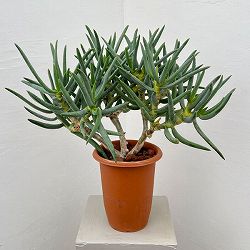 アロエ：ラモシシマ　6号鉢植え 26-03