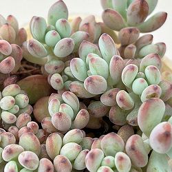 セダム：コミックトム 2.5号ポット