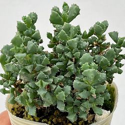 オスクラリア：デルトイデス 2.5号ポット