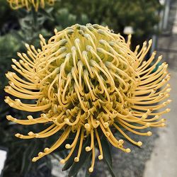 リューコスペルマム（ピンクッション）：ソー・マジェスティック8号ポット