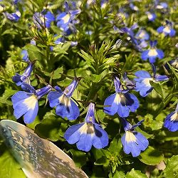 [26年4月上旬予約]ロベリア（宿根）：夏子　ブルーアイ3号ロングポット