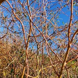 ヤナギ（柳）：ウンリュウヤナギ（雲竜柳）5号ポット