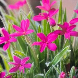 アッツザクラ（ロドヒポキシス）：ムーランルージュ3号ポット