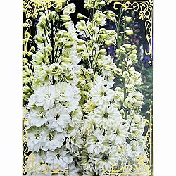 デルフィニウム：グリーンツイスト3.5号ポット