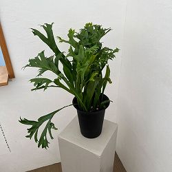 アスプレニウム：sp.獅子葉　5号ポット