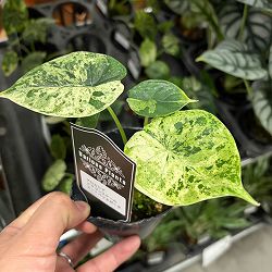 [26年4月上旬予約]アロカシア：ドラゴンスケールミント　3号ポット*