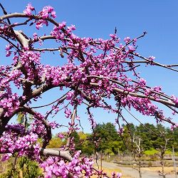 アメリカハナズオウ：トラベラー8号ポット