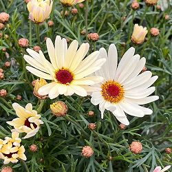 マーガレット：はるかぜ3号ロングポット