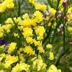 スターチス：ピュアスター　イエロー4号ポット