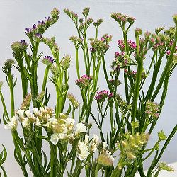 スターチス：ピュアスター　3色植え4号ポット