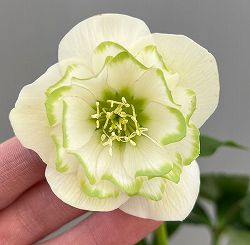 富岡園芸さんのクリスマスローズ：26-01ダブル／3.5号ポット【現品販売】